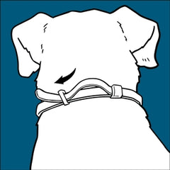 Saca el collar del envoltorio